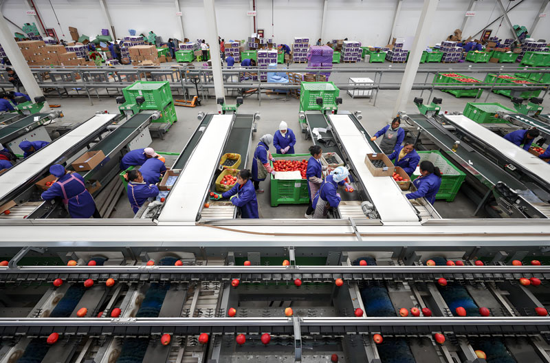 Fruit and Vegetable Processing Equipment