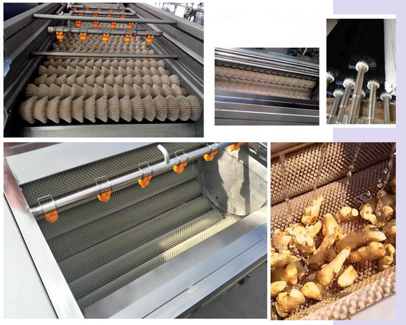 Brush Potato Washing Peeling Machine(图2)